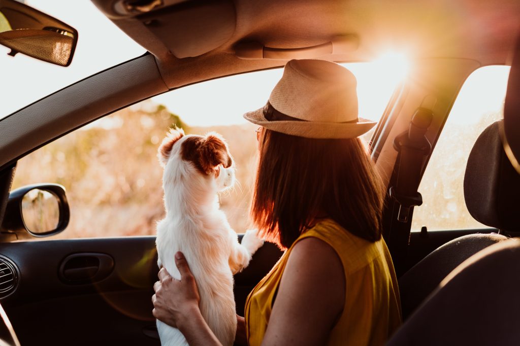 honden- en huisdiereigenaar kijken bij het raam in de auto