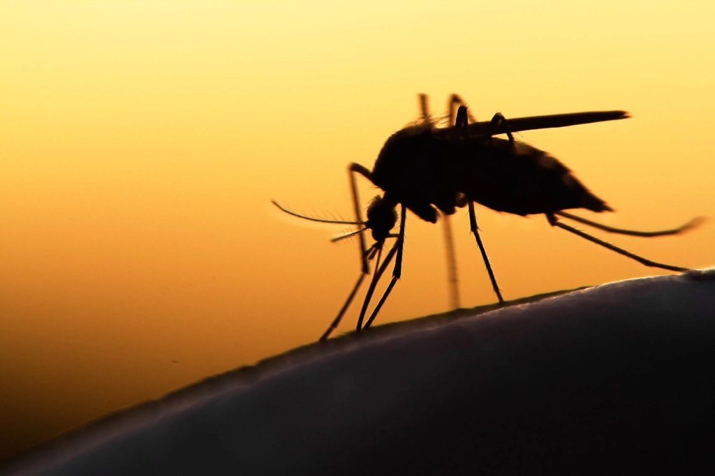 Muggen zijn over de hele wereld hinderlijk, vooral in warme, vochtige omgevingen zoals meren en moerassen.