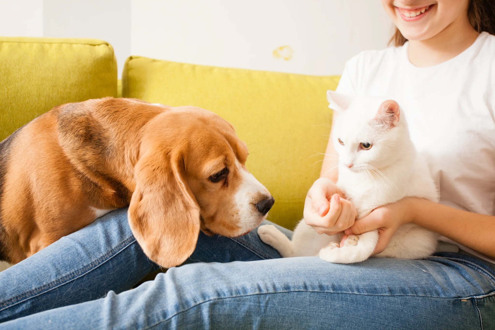 beagle en kat met huisdiereigenaar