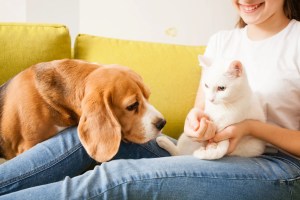 beagle en kat met huisdiereigenaar