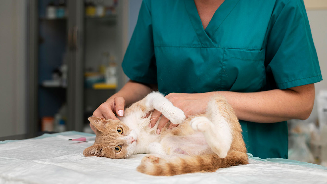 Voor- en nadelen van castratie en sterilisatie huisdieren