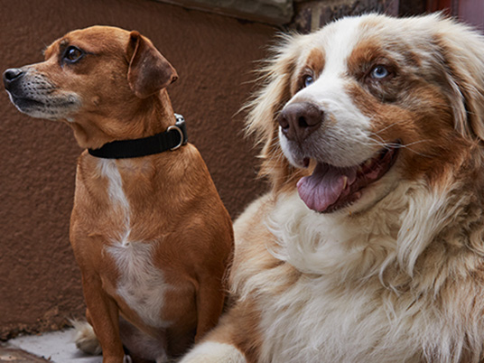 Suikerziekte bij honden