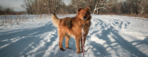 Wandelen in de winter: zó hou je het aangenaam én veilig voor je hond! Nele Houbrechts, gedragsdierenarts
